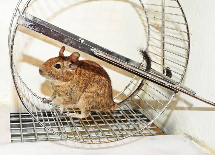 デグーの性格と冬場に気をつけるポイント